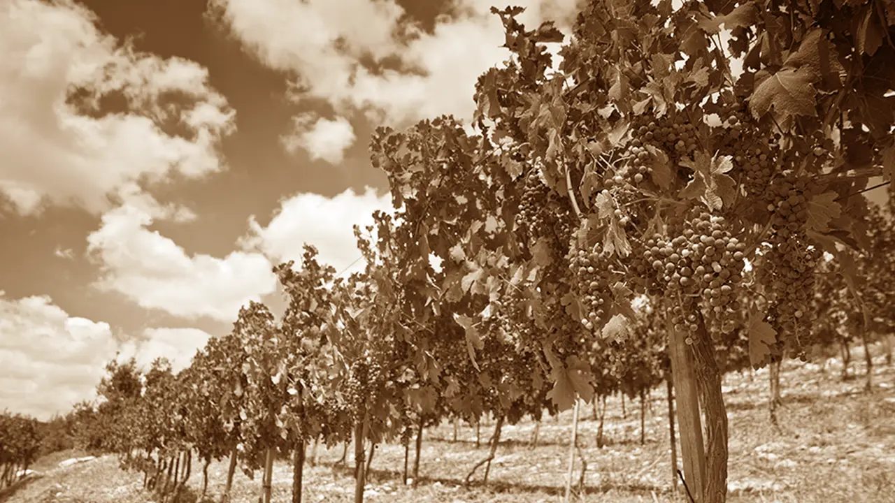 The history of vines in Israel